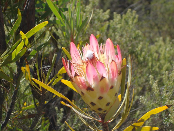 Proteus Flower on Swartberg Pass