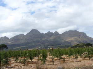 Grape Vines With Typical Hilly Backdrop