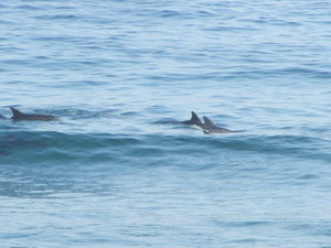 Dolphins Surfing at Keurboom Strand
