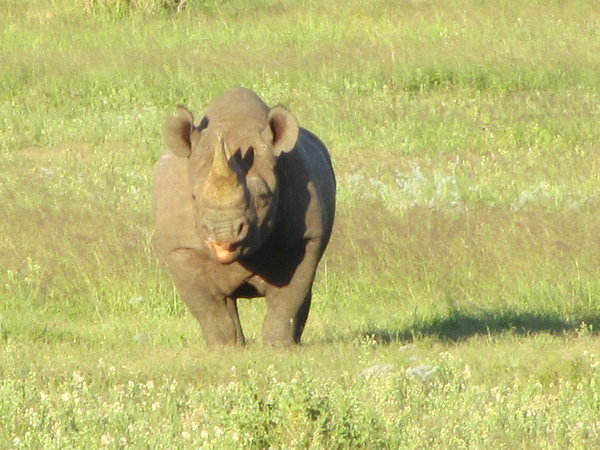 Happy Black Rhino at Addo