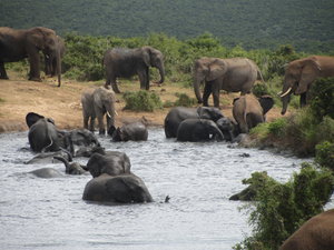 Elephants Playing in Water at Addo