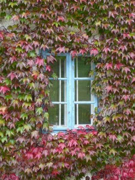 Austrian Window