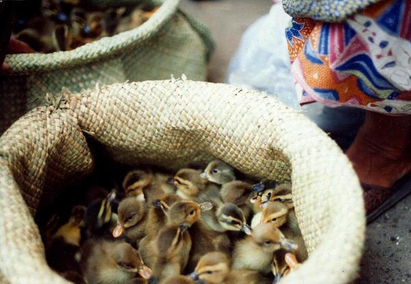 Ducklings for Sale