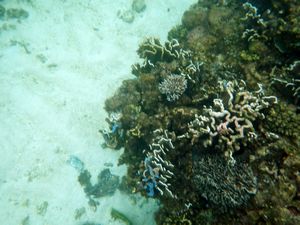 Boracay Reefs 1