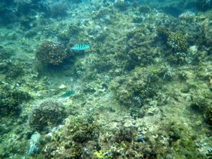 Boracay Reefs 2