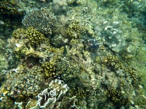Boracay Reefs 3