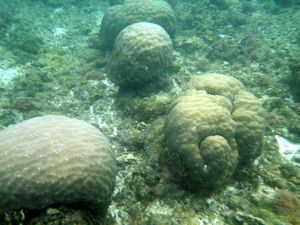 Boracay Reefs 4
