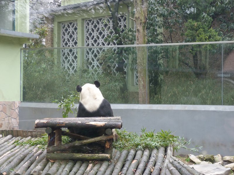 How is it that I love the back of a panda almost as much as the front of a panda?