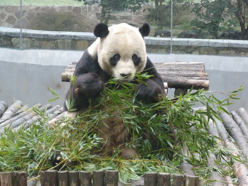 Bamboo binge