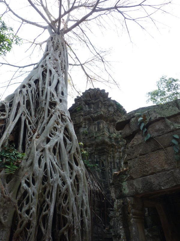 Jungle Temple (4)