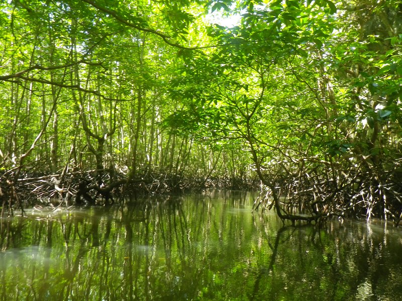Mangroves (1)