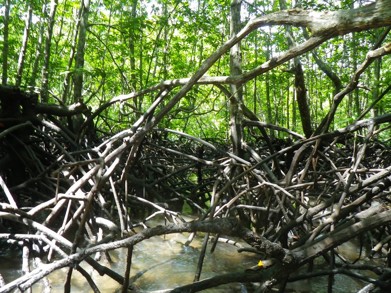 Mangroves (2)