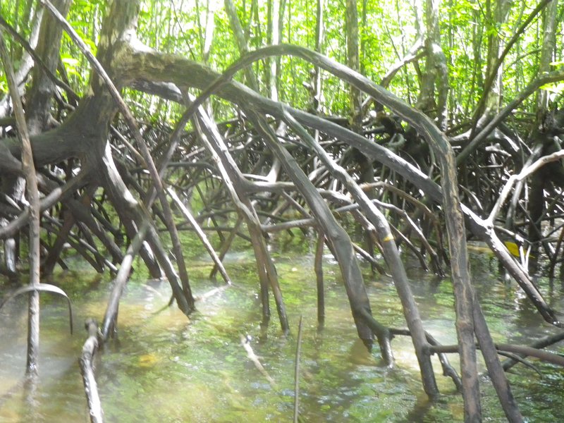 Mangroves (6)
