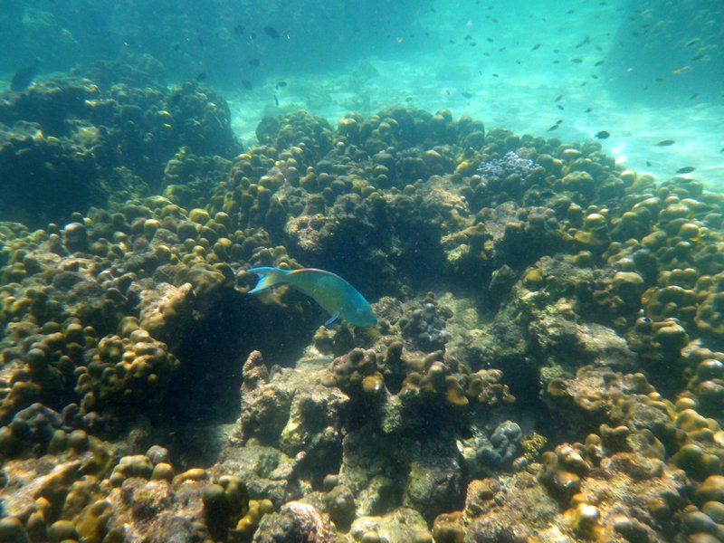 Pulau Payar Snorkeling (2)