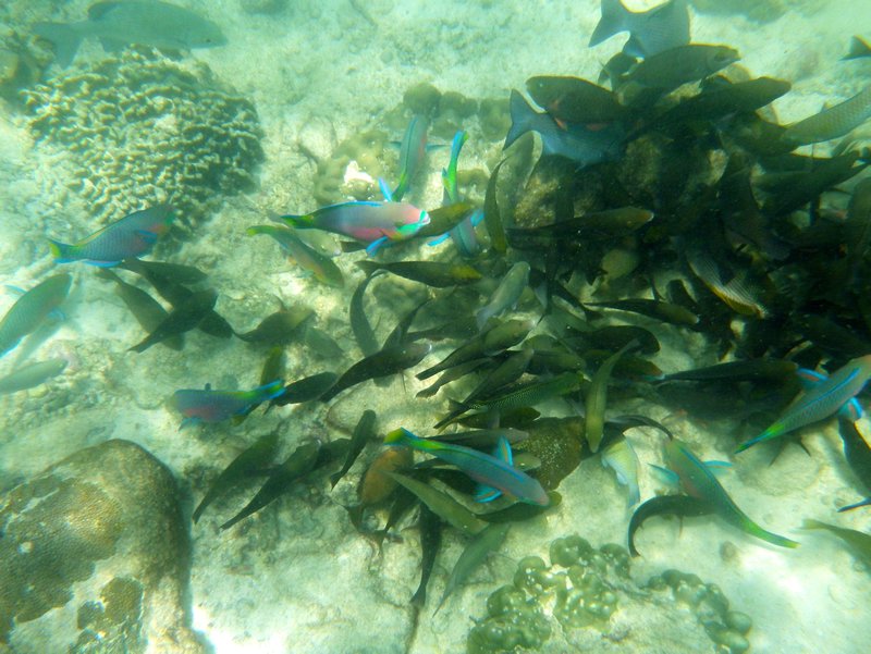 Pulau Payar Snorkeling (4)