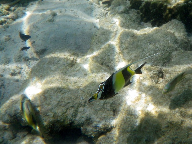 Pulau Payar Snorkeling (5)