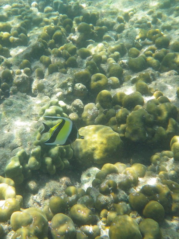 Pulau Payar Snorkeling (6)
