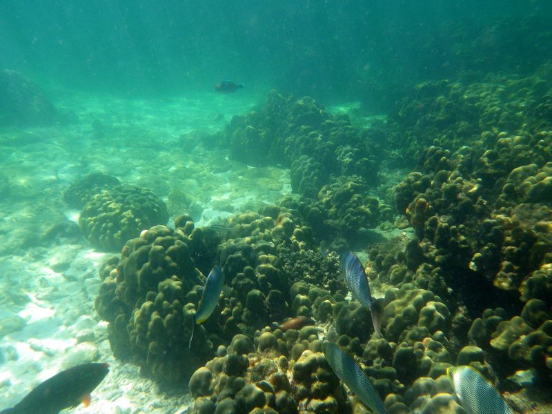 Pulau Payar Snorkeling (7)