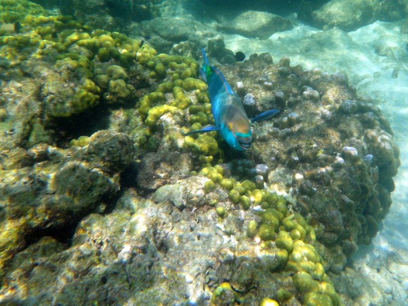 Pulau Payar Snorkeling (8)