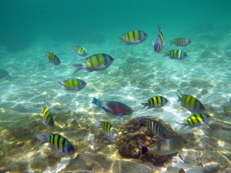 Pulau Payar Snorkeling (9)