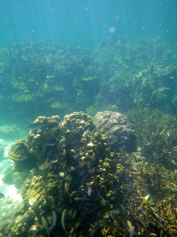 Pulau Payar Snorkeling (10)