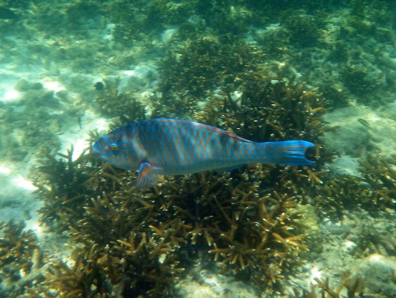 Pulau Payar Snorkeling (11)
