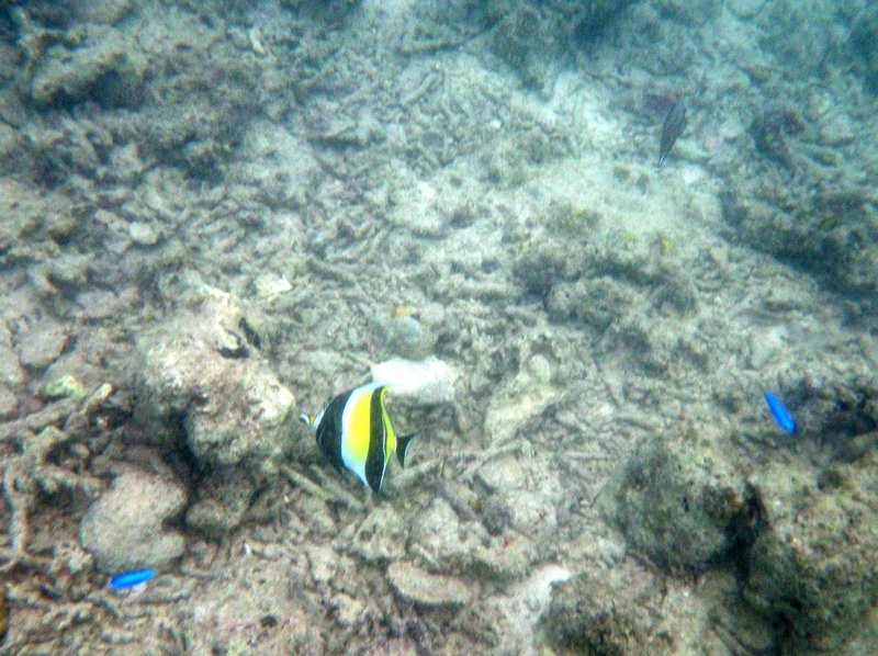 Mabul Reefs (1)