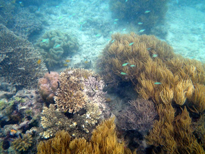 Mabul Reefs (3)