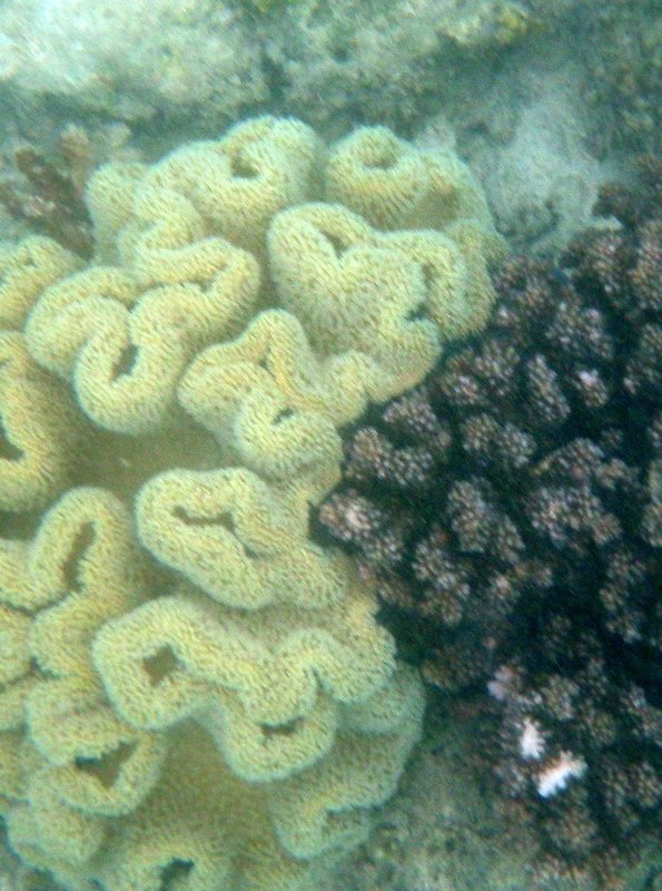 Mabul Reefs (5)