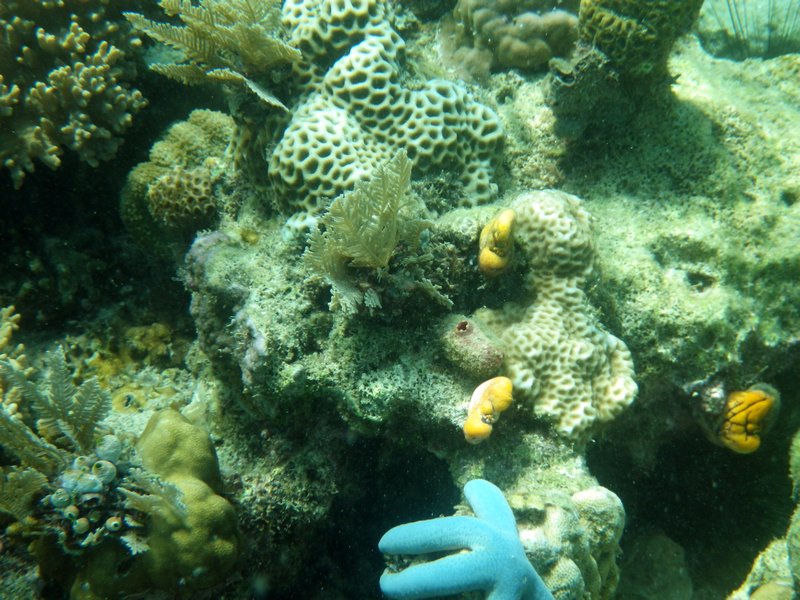 Mabul Reefs (24)