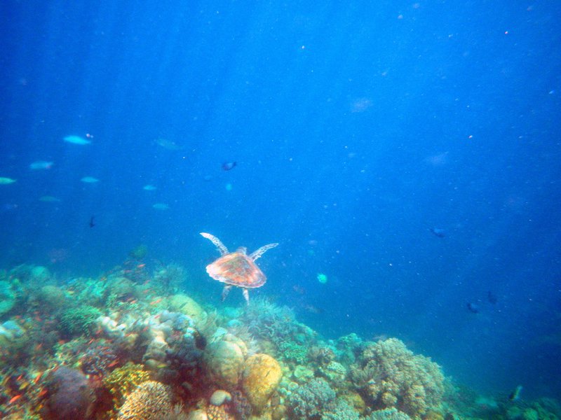 Mabul Reefs (27)