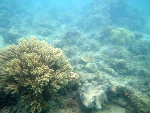 Mabul Reefs (6)