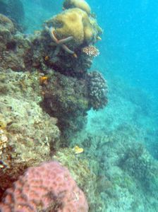 Mabul Reefs (7)