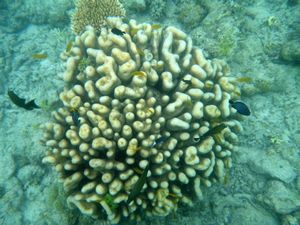 Mabul Reefs (8)