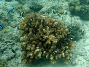 Mabul Reefs (9)