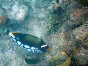 Mabul Reefs (10)