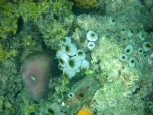 Mabul Reefs (14)