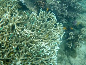 Mabul Reefs (16)