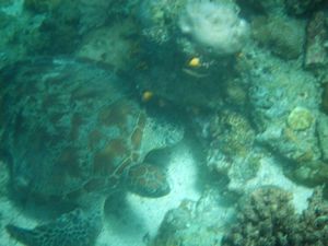 Mabul Reefs (20)