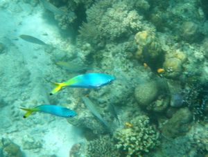 Mabul Reefs (23)