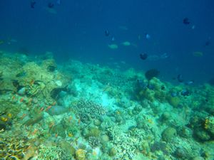 Mabul Reefs (25)