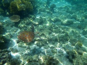 Mabul Reefs (26)