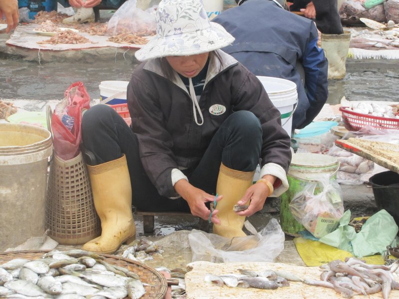 Fish Market Dong Hoi