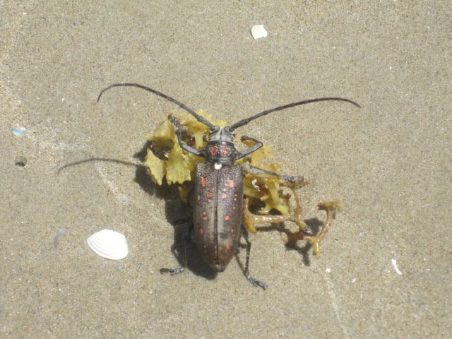 Bugs on the Beach!