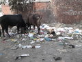 Cows eating garbage.