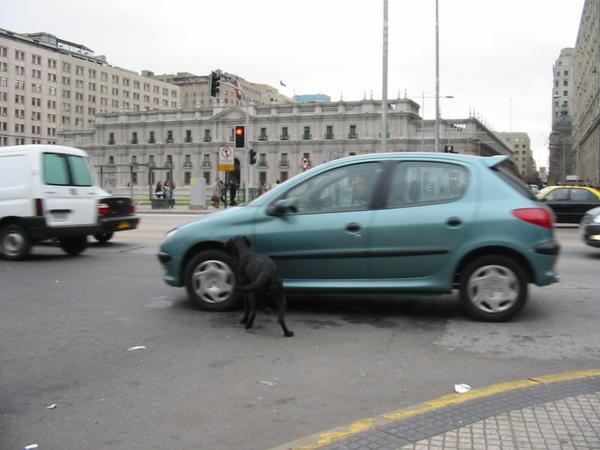 A dog fetching a car