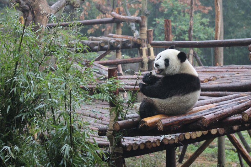 First panda!