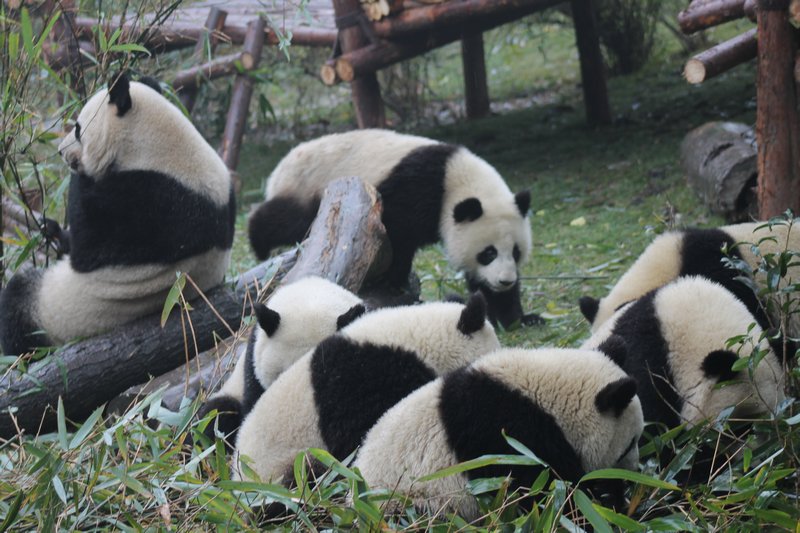 Panda kindergarten 