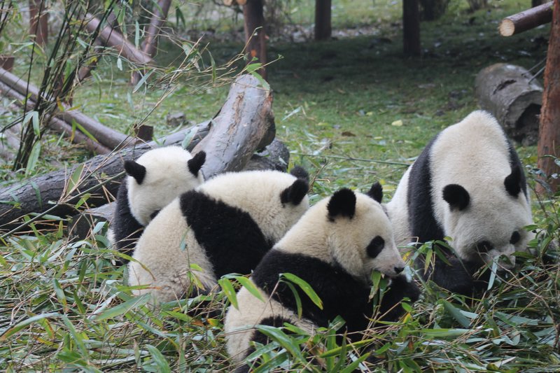 Panda Adorableness 