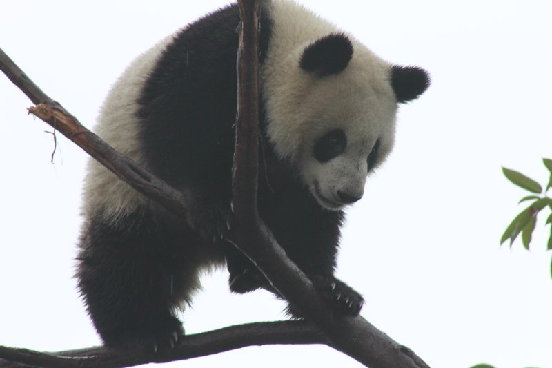 Tree climbing panda